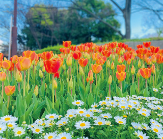 総合レクリエーション公園イメージ