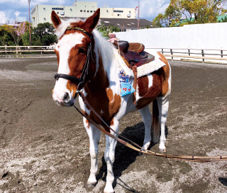 総合レクリエーション公園イメージ